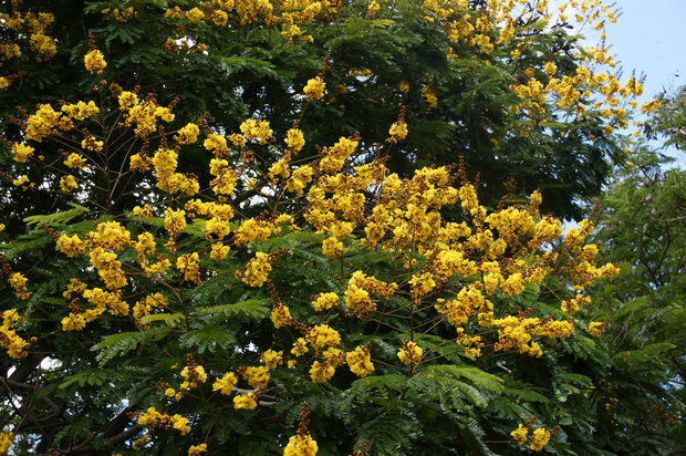 Цветущее дерево Пелтофорум ( Peltophorum)