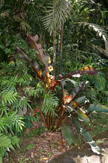 Банан с красными листьями