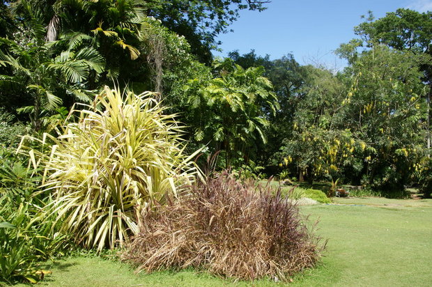 Ботанический сад о.Маэ
