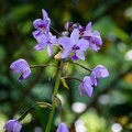 Наземная орхидея Спатоглотис пликата (Spathoglottis plicata)