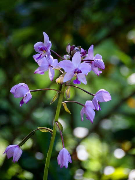 Наземная орхидея Спатоглотис пликата (Spathoglottis plicata)