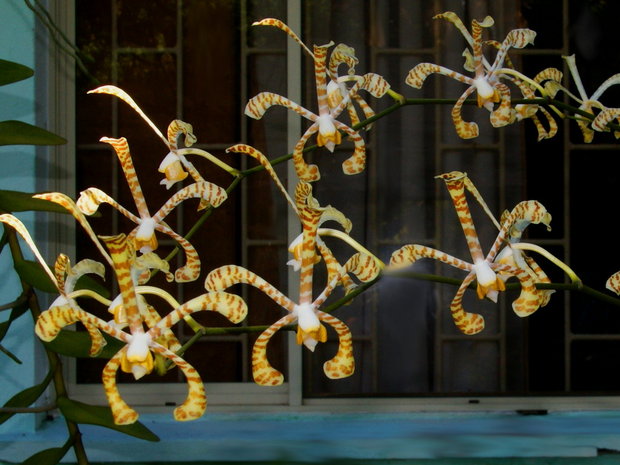 Орхидея-паук Арахнис (Arachnis) 