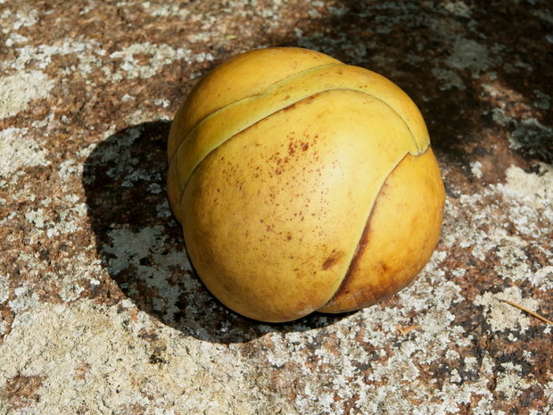 Слоновое яблоко - плод Диллении индийской (Dillenia indica)