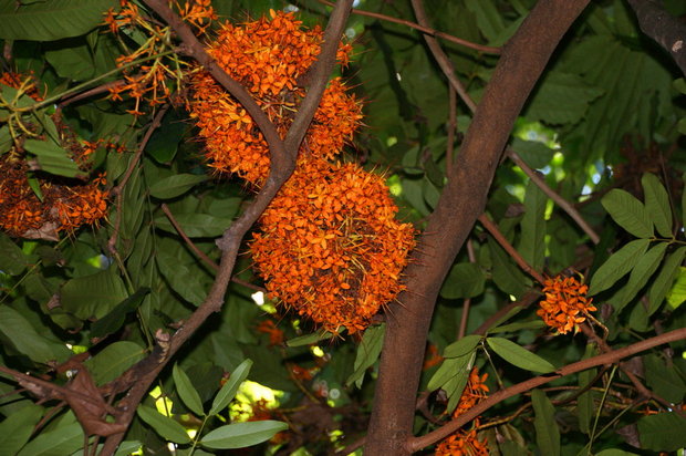 Сарака индийская (Saraca indica, Leguminosae)