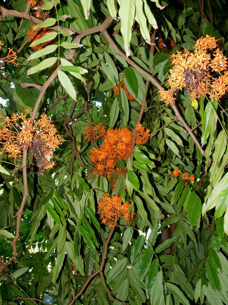 Сарака индийская (Saraca indica, Leguminosae)