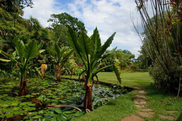 Сейшельский ботанический сад