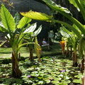 Сейшельский ботанический сад