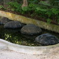 Спящие в воде черепахи