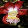 Цветок Курупиты гвианской