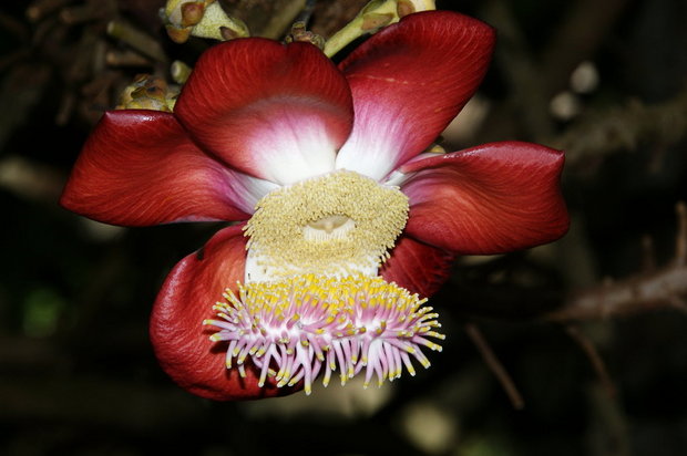 Цветок Курупиты гвианской