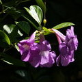 Цветы Mansoa alliacea (Bignoniaceae)