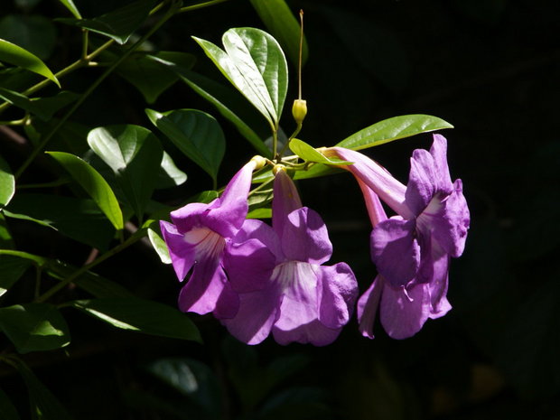 Цветы Mansoa alliacea (Bignoniaceae)