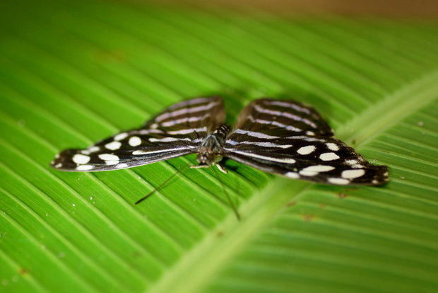 Бабочка Голубая волна (Myscelia cyaniris)