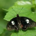 Бабочка Eurytides branchus