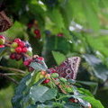 Бабочки на ветке кофейного дерева