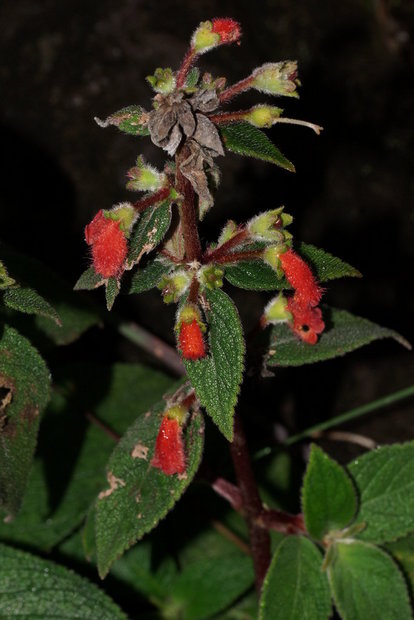 Цветочек Kohleria spicata (Gesneriaceae)