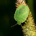 Нимфа Щитника зеленого древесного (Palomena prasina)
