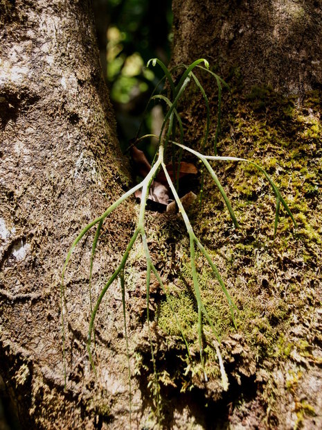 Интересное растение на дереве