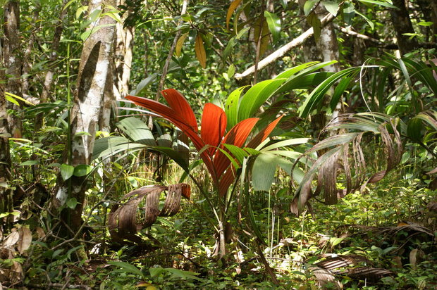 Молодая пальма в сейшельском лесу