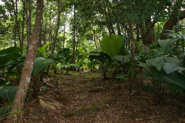 Пальмы в сейшельском лесу