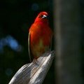 Птичка Красный Фуди (Red Fody / Foudia madagascariensis)