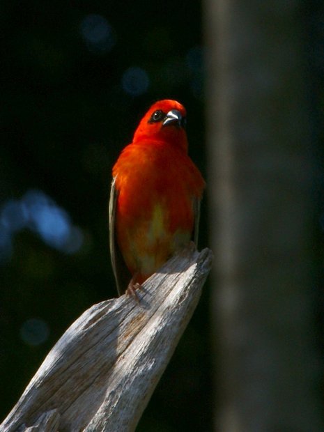 Птичка Красный Фуди (Red Fody / Foudia madagascariensis)