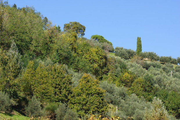 Знаменитые оливки Бризигеллы
