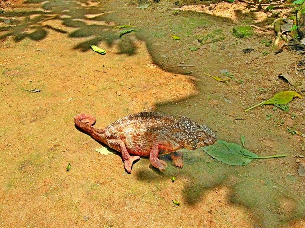 Питомник хамелеонов на Мадагаскаре