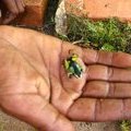 Питомник хамелеонов на Мадагаскаре
