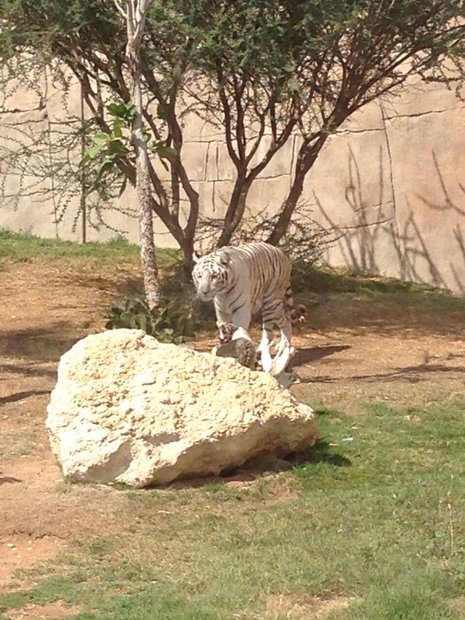 Зоопарк Аль-Айн