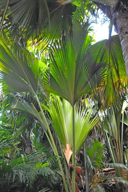 Природный резерват Валле-де-Мэ, остров Праслин, Сейшельские острова
