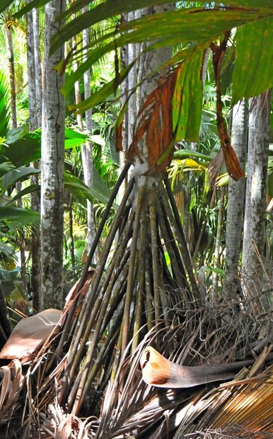 Природный резерват Валле-де-Мэ, остров Праслин, Сейшельские острова