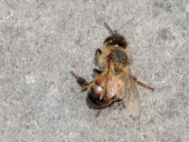 Дохлая пчелка