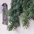 Растение на стене дома