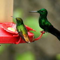 Какие разные колибри (Медноголовая эльвира (Elvira cupreiceps) и Зеленошапочный бриллиант (Heliodoxa jacula))