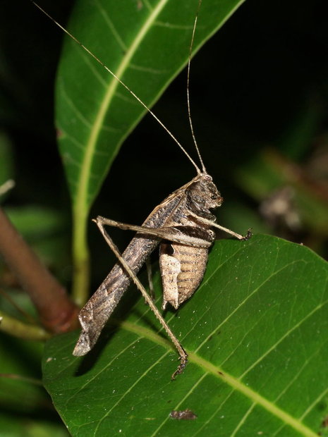 Кузнечик Phaneropterinae, Insara sp.