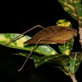 Кузнечик-листовидка (Tettigoniidae sp.)