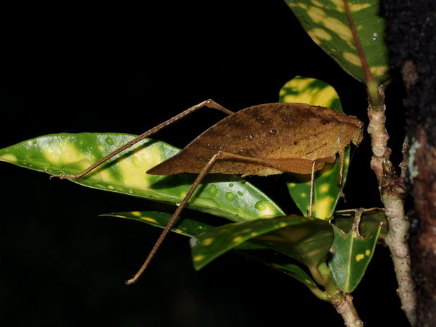 Кузнечик-листовидка (Tettigoniidae sp.)