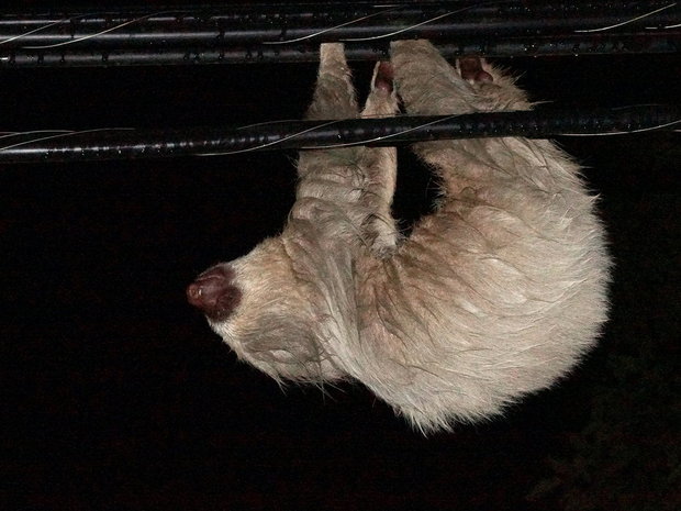 Ленивец, спящий на высоковольтных проводах