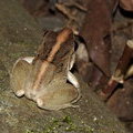 Листовая лягушка Фитцингера (Craugastor fitzingeri)