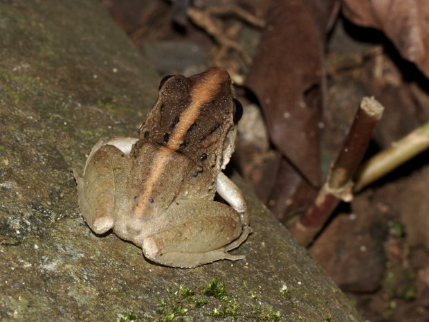 Листовая лягушка Фитцингера (Craugastor fitzingeri)
