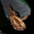 Ночная бабочка косящая под кого-то (Acharia stimulea (Clemens, 1860)