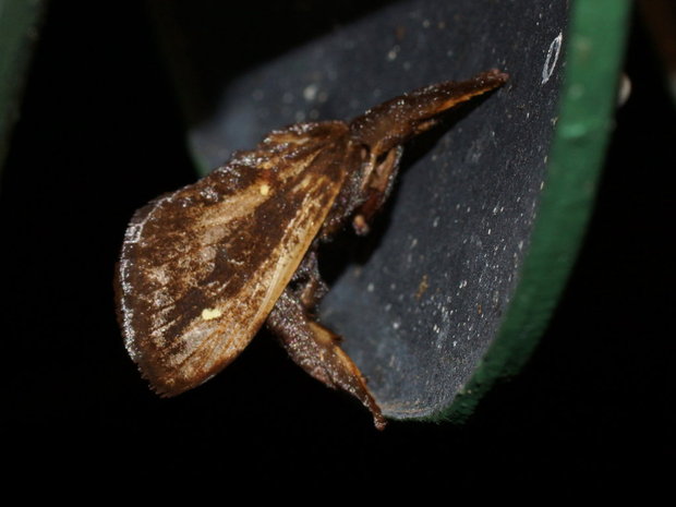 Ночная бабочка косящая под кого-то (Acharia stimulea (Clemens, 1860)