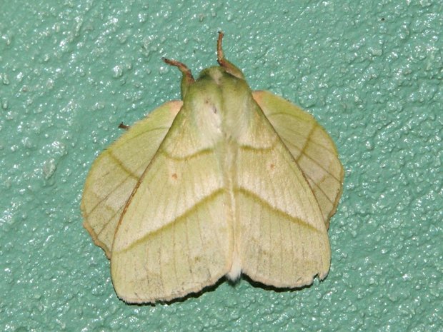 Ночная бабочка Trabala ganesha (Lasiocampidae)