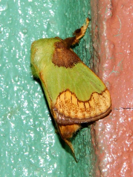 Ночная бабочка Слизневидка (Limacodidae)