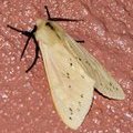 Ночная бабочка Spilarctia sp.