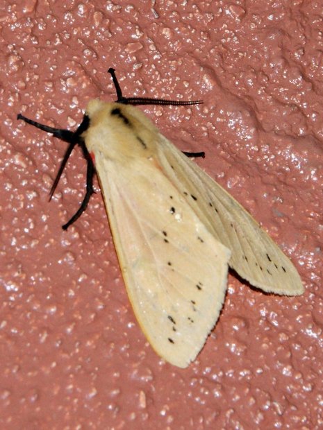 Ночная бабочка Spilarctia sp.
