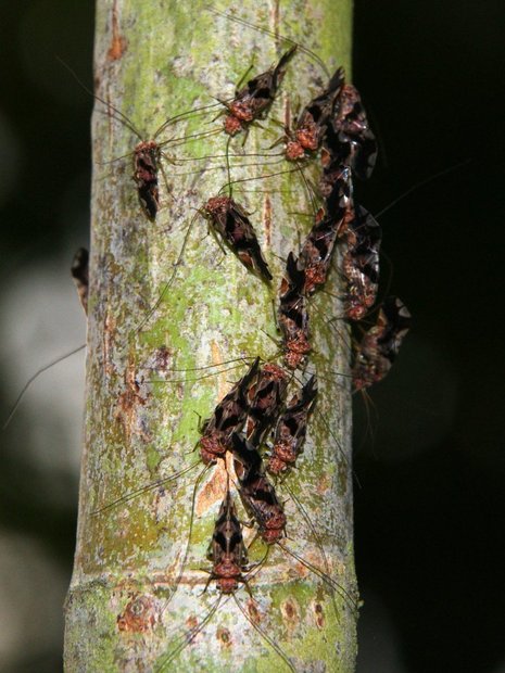 Сеноеды (Psocoptera)