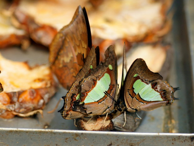 Бабочки на кормушке (Polyura athamas)