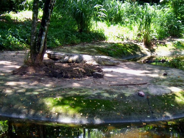 Крокодил в малайзийском зоопарке